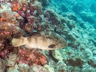 クエ,  
英名学名：Longtooth grouper, Epinephelus bruneus, ハタ科,
ウミカラマツ, Antipathes japonica, ウミカラマツ科,
アカトゲトサカ, トゲトサカ,  Dendronephthya, チヂミトサカ科,
ウミトサカ, Alcyonacea, ウミトサカ科,
ソフトコーラル, Soft Coral,
他の群れ。
南伊豆町中木ヒリゾ浜