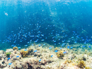 ソラスズメダイ,  
英名学名科目：Heavenly Damselfish, Pomacentrus coelestis, スズメダイ科,
他の群れ。
静岡県伊豆半島南伊豆町中木ヒリゾ浜-2025年
