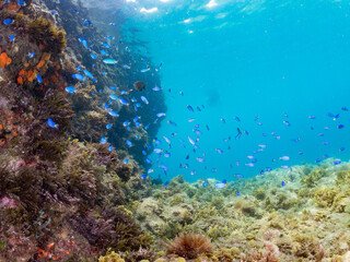 ソラスズメダイ, Heavenly Damselfish, Pomacentrus coelestis, スズメダイ科,
他の群れ。
静岡県伊豆半島南伊豆町中木ヒリゾ浜-2025年
