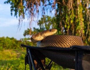 Snake resting on a camping chair outdoors