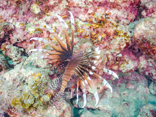 ハナミノカサゴ,  
英名学名科目：Red Lionfish, Pterois volitans, ミノカサゴ亜科,
他の群れ。
静岡県伊豆半島南伊豆町中木ヒリゾ浜-2025年
