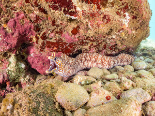 トラウツボ, 
英名学名科目：Dragon Moray, Enchelycore pardalis, ウツボ科,
他の群れ。
静岡県伊豆半島南伊豆町中木ヒリゾ浜-2025年
