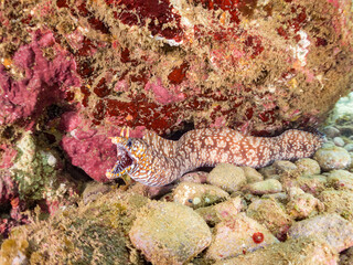 トラウツボ, Dragon Moray, Enchelycore pardalis, ウツボ科,
他の群れ。
静岡県伊豆半島南伊豆町中木ヒリゾ浜-2025年
