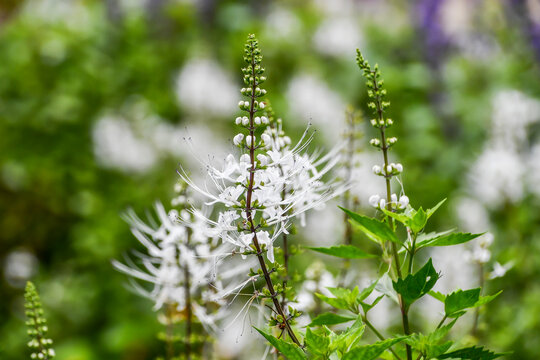 ネコノヒゲ　Cat&rsquo;s Whiskers