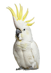 White Cockatoo Parrot With Yellow Crest Against Black Background bird isolated on a transparent background