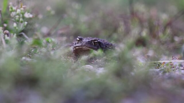 Common toad sitting in grass and being taken on human hand, bufo bufo