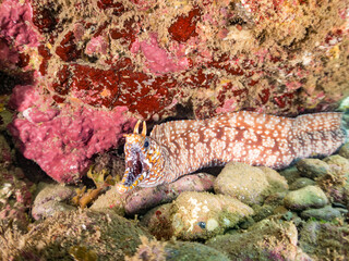 トラウツボ, Dragon Moray, Enchelycore pardalis, ウツボ科,
他の群れ。
静岡県伊豆半島南伊豆町中木ヒリゾ浜-2025年

