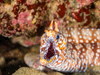 トラウツボ, Dragon Moray, Enchelycore pardalis, ウツボ科,
他の群れ。
静岡県伊豆半島南伊豆町中木ヒリゾ浜-2025年
