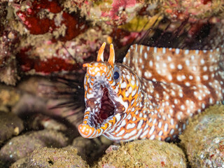 トラウツボ, Dragon Moray, Enchelycore pardalis, ウツボ科,
他の群れ。
静岡県伊豆半島南伊豆町中木ヒリゾ浜-2025年
