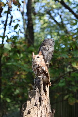 Pair of screech owls perched together at animal conservation center vertical photo