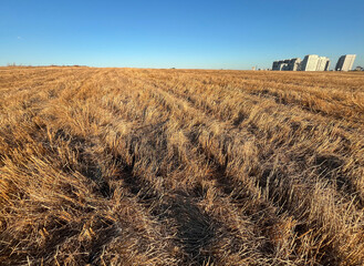Dry reeds area and behind residential buildings at sunset.