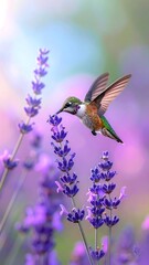 Hummingbird & Lavender