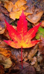 Obraz premium Authentic Autumn Fall Leaves Transformation Premium Seasonal Nature Content for Lifestyle Marketing and Social Media Campaigns Embracing Calm and Inspiration