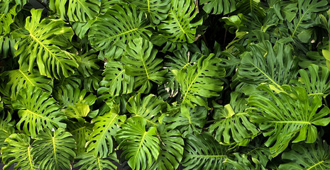 top view dense of monstera plants