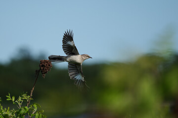 flying northern mockinflying northern mockingbirdgbird