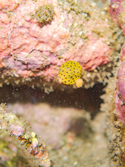 ハコフグ, 
英名学名科目：Boxfish, Ostracion immaculatus, ハコフグ科,
幼魚yg , 寄生虫がついている。
他の群れ。
静岡県伊豆半島南伊豆町中木ヒリゾ浜-2025年

