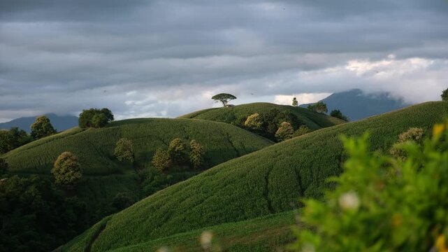 Mountains and corn field with dragonfly in Phrae, Thailand