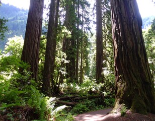 Sunlight filters through giant redwood trees