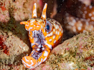 トラウツボ, Dragon Moray, Enchelycore pardalis, ウツボ科,
他の群れ。
静岡県伊豆半島南伊豆町中木ヒリゾ浜-2025年
