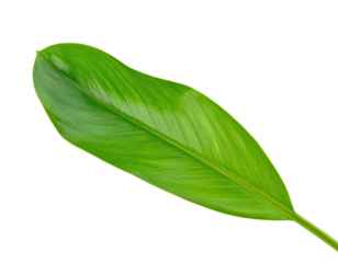 A single fresh green leaf with a glossy texture isolated on a white background.