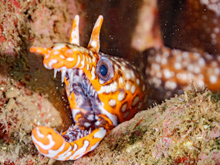トラウツボ, 
英名学名科目：Dragon Moray, Enchelycore pardalis, ウツボ科,
他の群れ。
静岡県伊豆半島南伊豆町中木ヒリゾ浜-2025年

