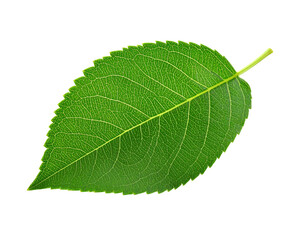 Obraz premium A single fresh green leaf with detailed veins and a serrated edge.