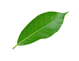 Fototapeta premium A single fresh green leaf with visible veins isolated on a white background.