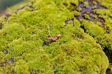 green moss on a stone