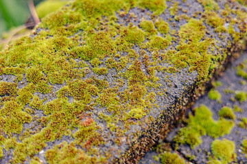 moss on the stone