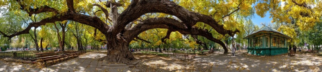 Fototapeta premium Panoramic view of a park with a large, sprawling autumn tree and a gazebo
