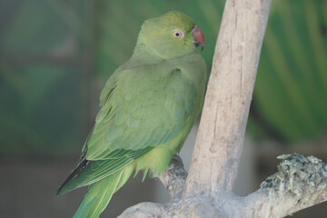 Green parrot resting on a branch in a sunny environment