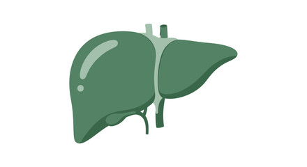 Stylized liver illustration showcasing human anatomy for educational or medical purposes