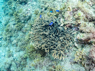 ソラスズメダイ, Heavenly Damselfish, Pomacentrus coelestis, スズメダイ科,
エンタクミドリイシ, Table coral, Acropora Solitaryensis, ミドリイシ科,
他の群れ。
静岡県伊豆半島南伊豆町中木ヒリゾ浜-2025年
