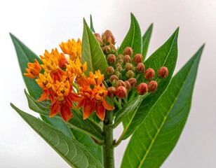 Close-up of Orange and Red Flowers with Green Leaves.