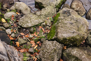 moss on rock and dry leaves
