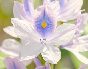 Close-up shot of a beautiful water hyacinth flower with white and purple petals