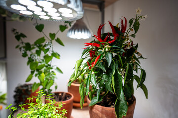 Growing plants under phyto lamps at home in winter season. Closeup of lamp with full spectrum for supplementary lighting of Pepper, Thyme, Lemon mint houseplants. Plant care, additional illumination.