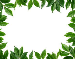 Naklejka premium Frame of fresh green leaves on a white background.