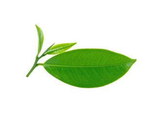 Obraz premium Fresh Green Tea Leaf with Young Sprout Isolated on White.