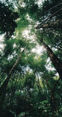 Low-angle view of tall trees in a lush green forest, sunlight filtering through canopy