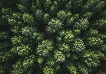 Aerial view of green forest canopy featuring dense treetop patterns and woodland textures, evoking a sense of natural