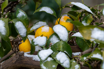Yuzu, a Japanese citrus fruit with a tart, fragrant flavor, is ripening fruit in snow day in Japan.