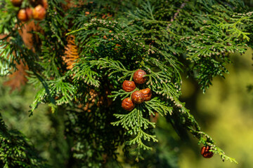 Japanese cypress at the castle‑ruins park is beginning to bear cones in Sakura City, Japan.