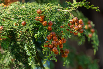 Japanese cypress at the castle‑ruins park is beginning to bear cones in Sakura City, Japan.