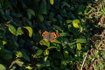 Indian Red Admiral is resting on a leaf in park of Fukuoka prefecture, JAPAN.