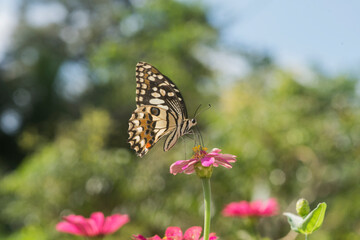 Papillon