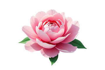 Delicate pink peony flower isolated on transparent background