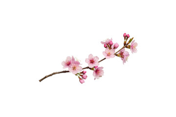 Delicate pink cherry blossom branch isolated on transparent background