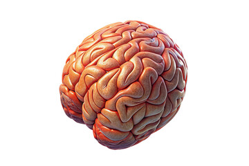 Realistic 3d rendering of a human brain isolated on transparent background