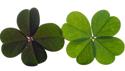 Pair of Five Leaf Clover Variations isolated on transparent background